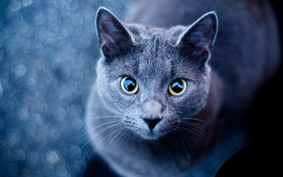Синяя кошка