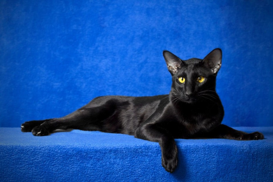 Кошачий глаз