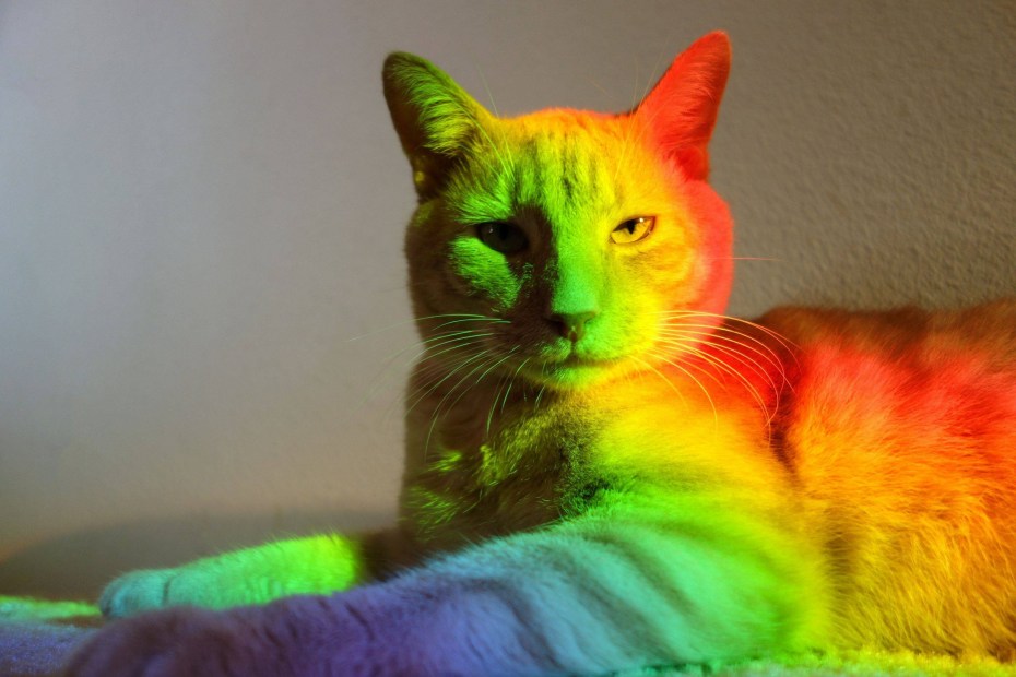 Котики мультяшные