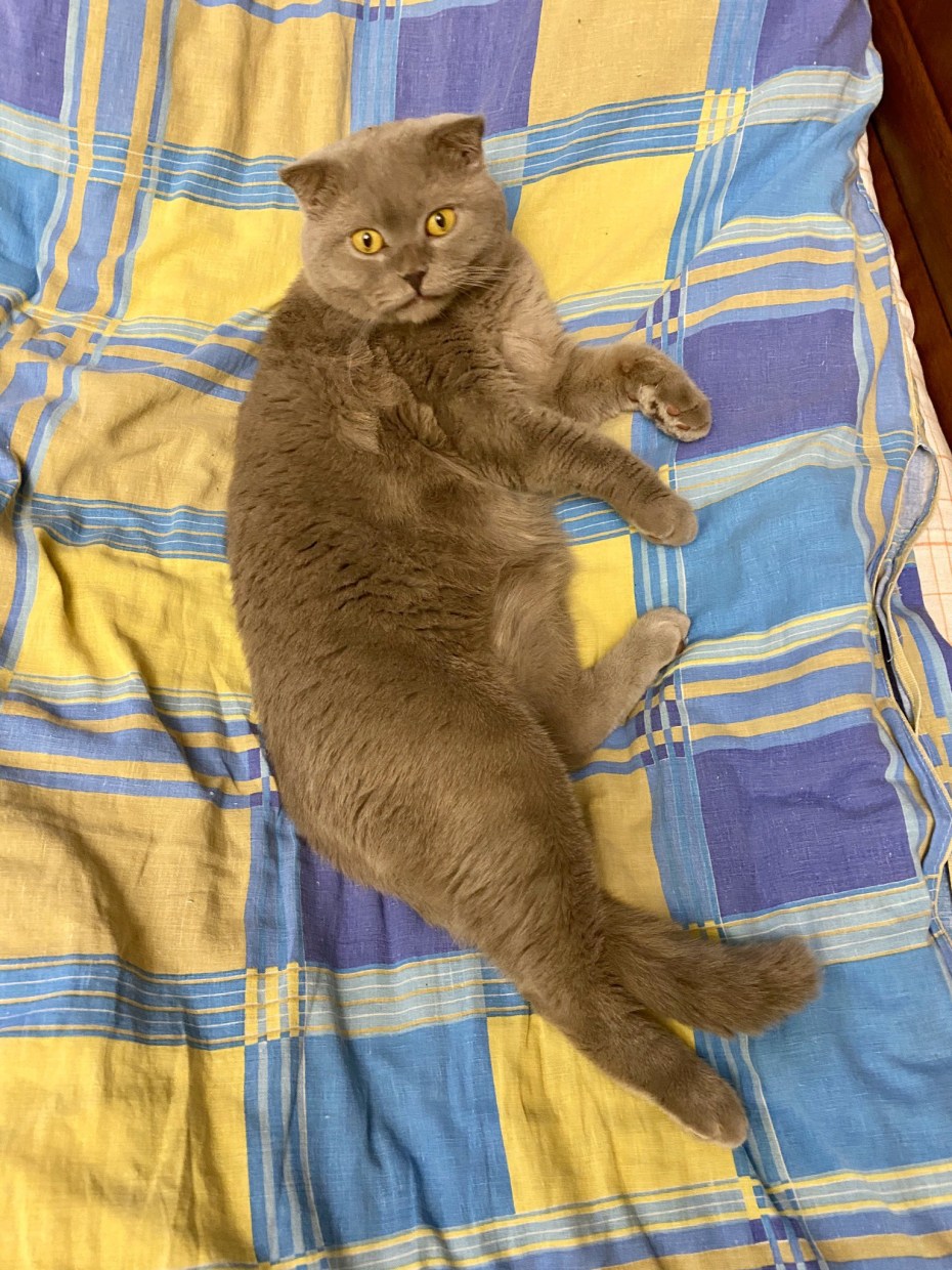 Желтоглазые кошки
