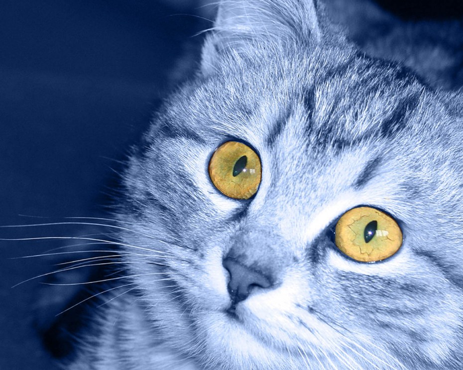 Синяя голубая кошка