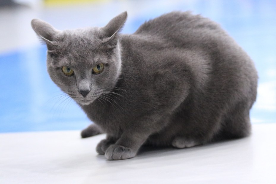 Кот породы Корат