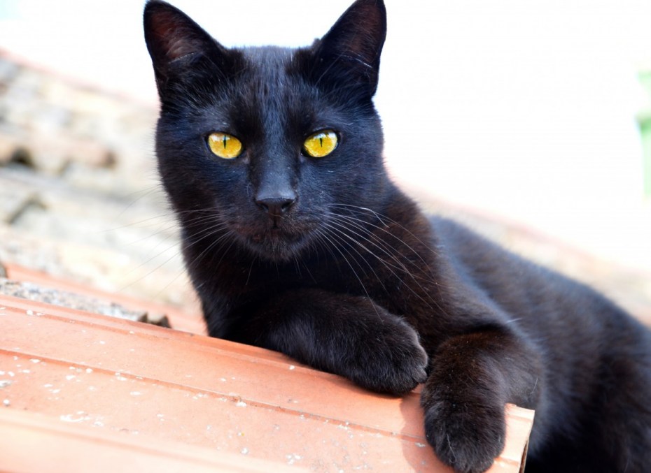 Желтая кошка