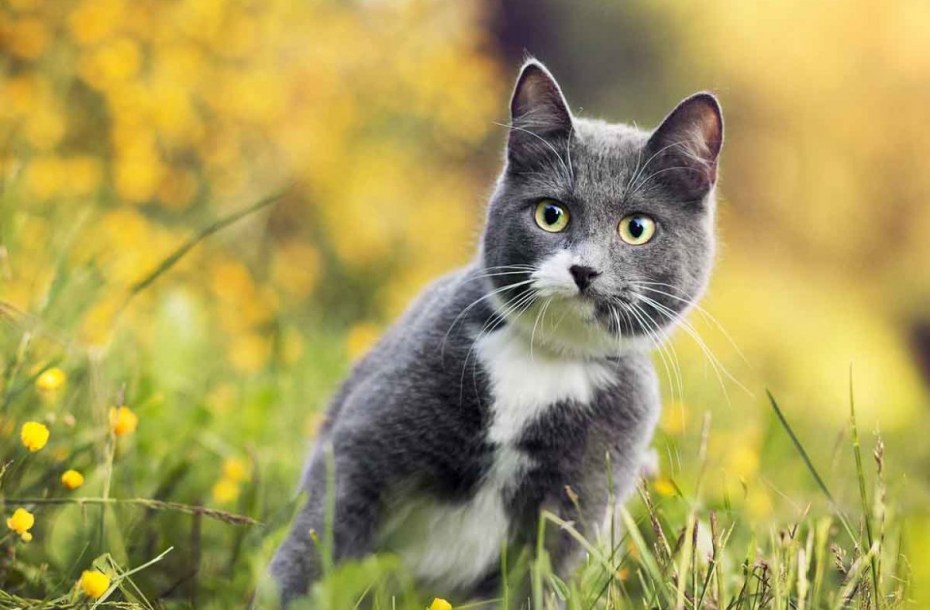 Серая кошка синим отливом