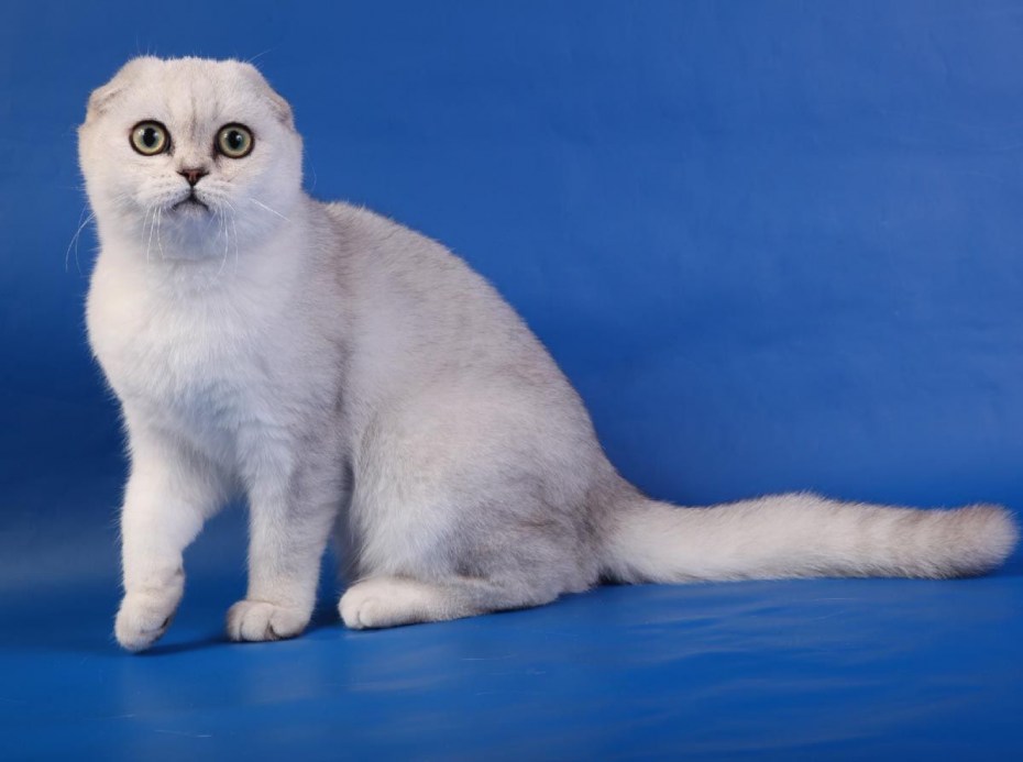 Шотландский вислоухий скоттиш