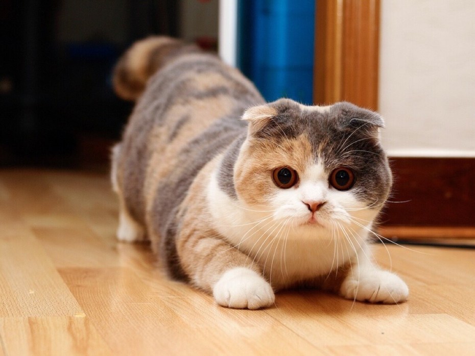 Шотландский вислоухий кот скоттиш фолд