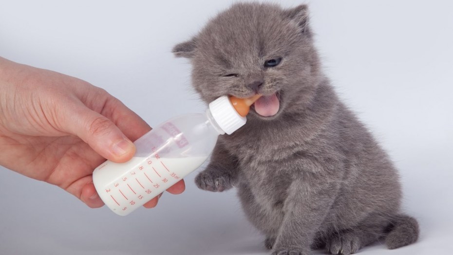 Бутылочка для котят