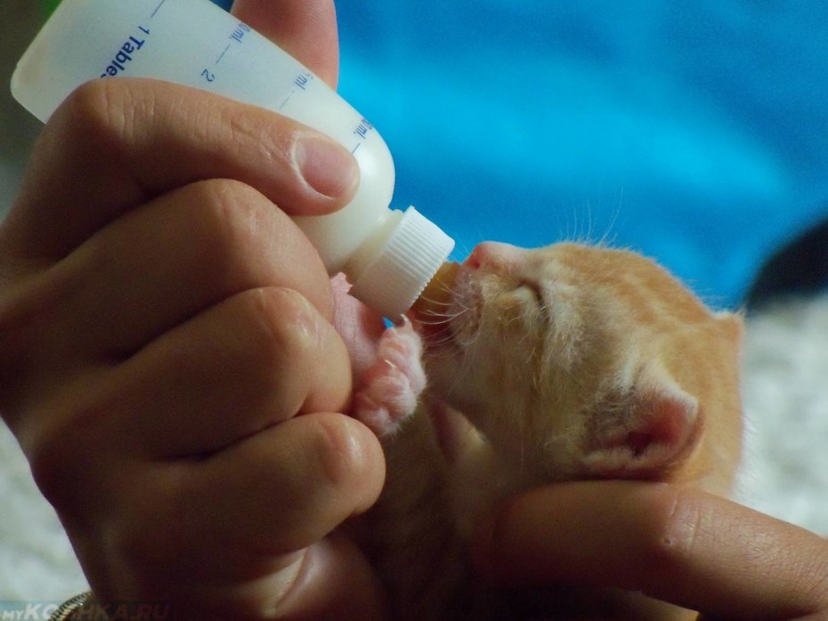 Котенок пьет молоко
