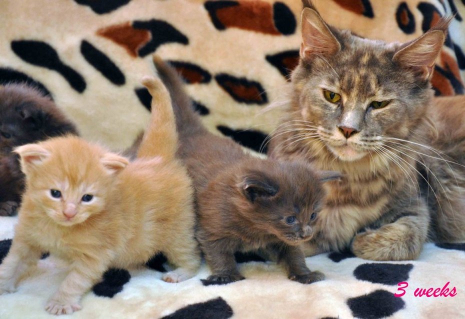 Котенок пьет молоко