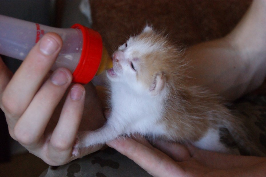 Кормление котят