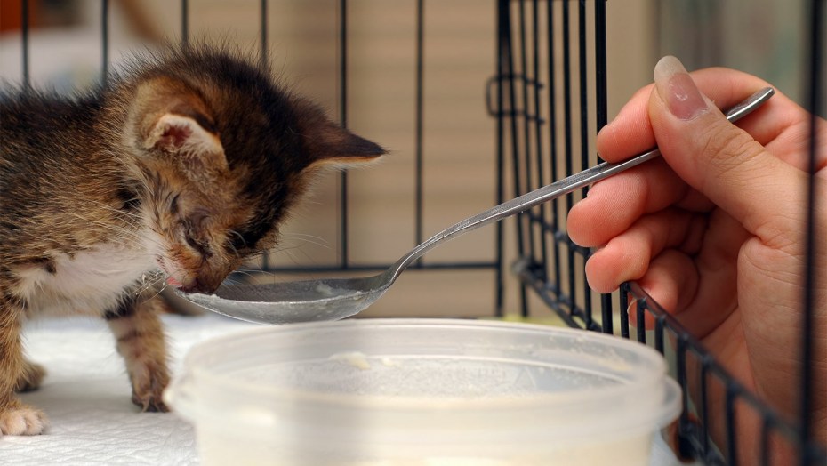 Кормление котенка гр