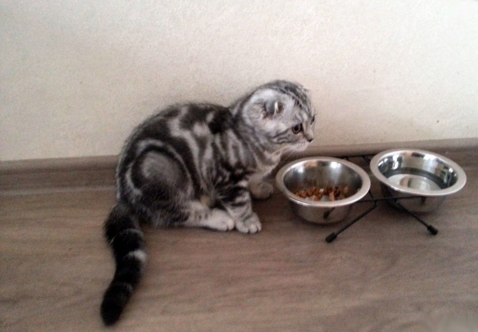 Миска для вислоухих кошек
