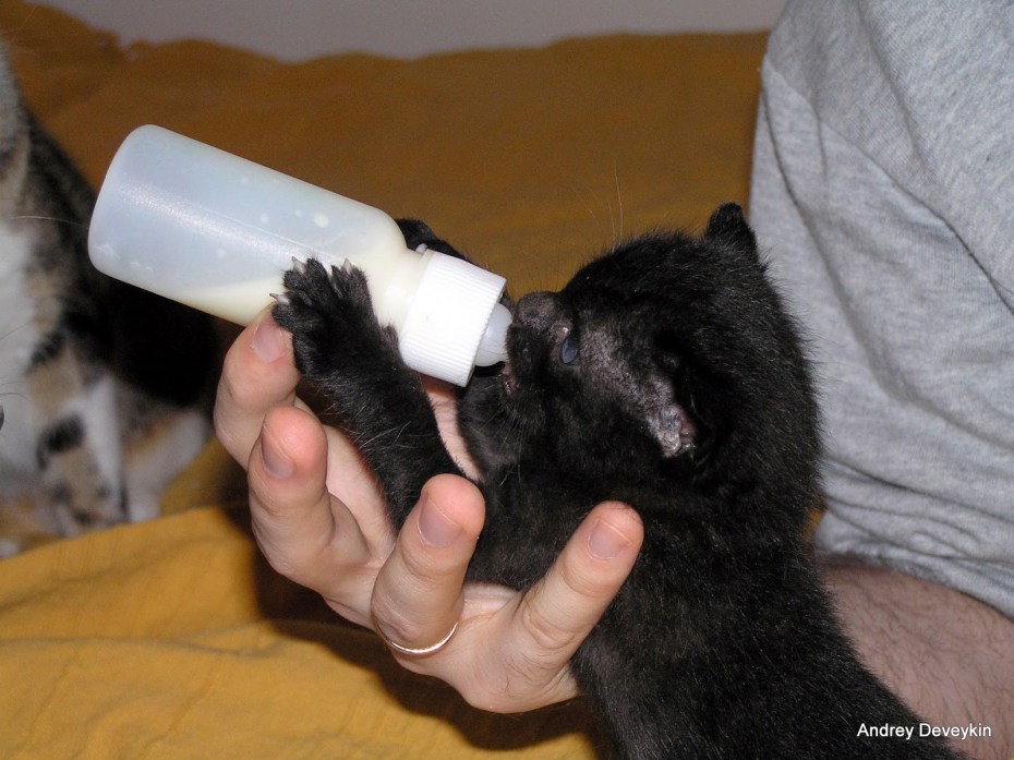 Кошачье молоко