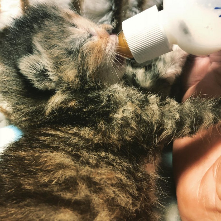 Котенок пьет молоко