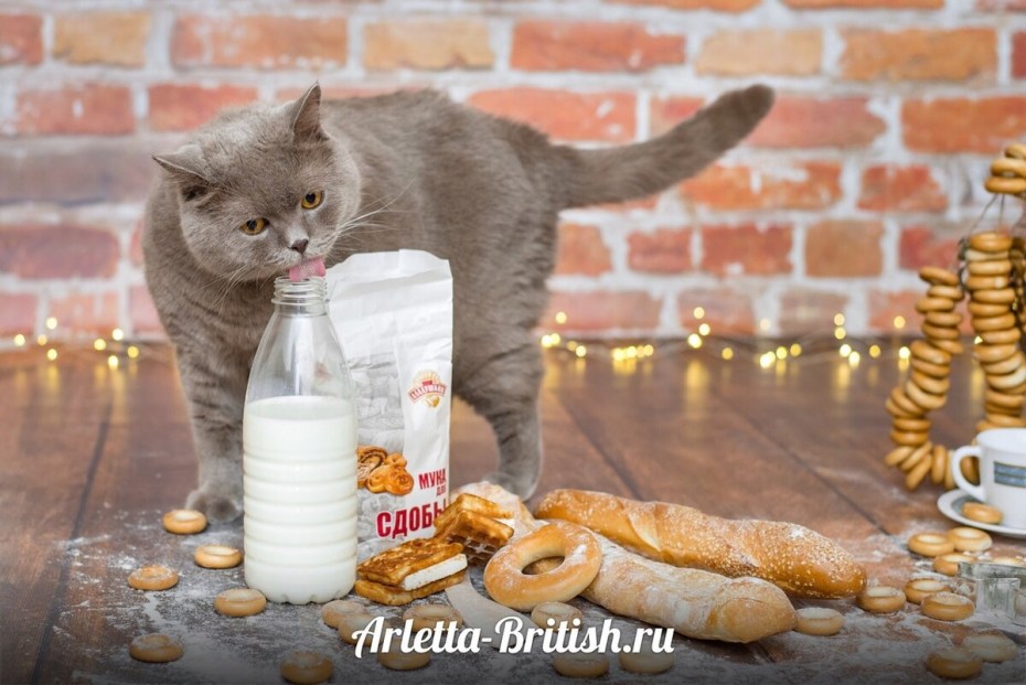 Миски для котят