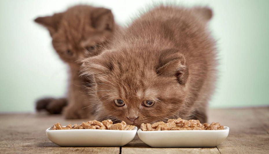 Котенок кушает