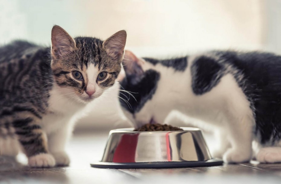 Котята которым месяц