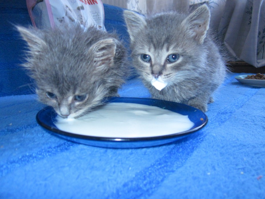 Еда для котят 1 месяц