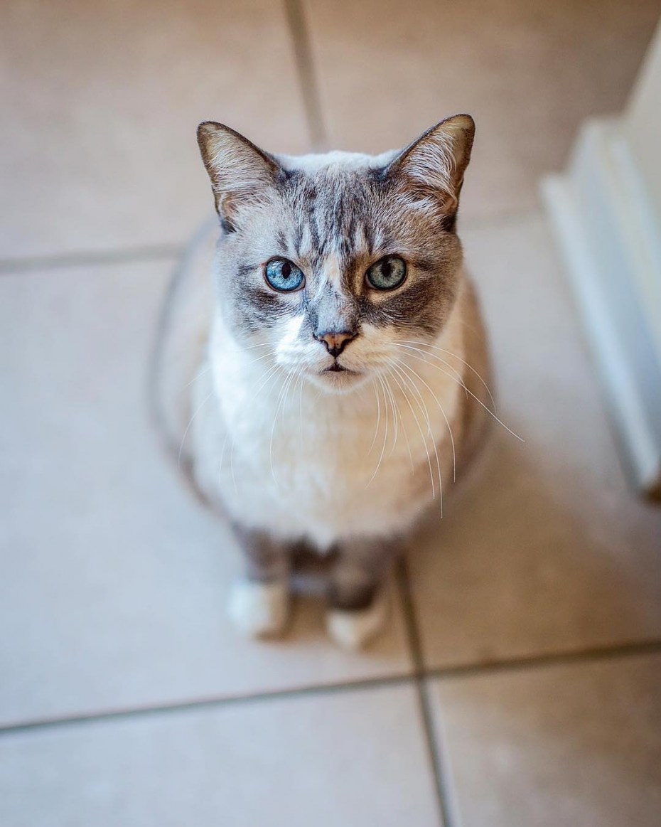 Кот Мэнкс