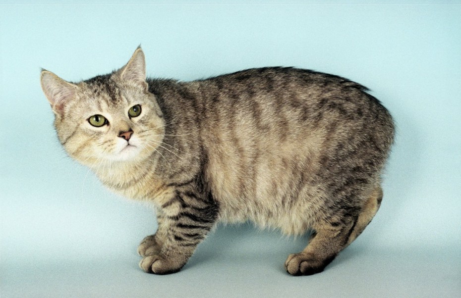 Мэнская бесхвостая кошка