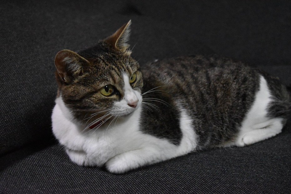 Кимрик кошка
