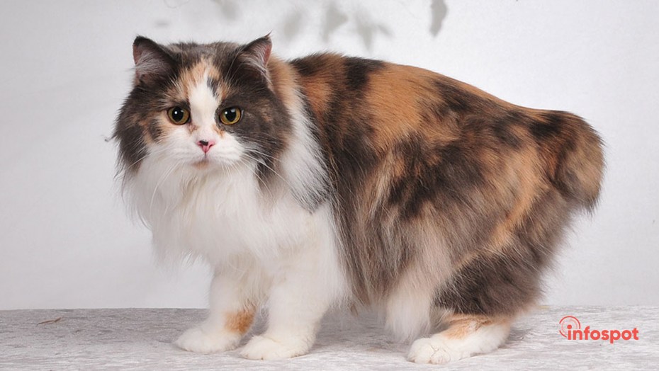 Кимрик кошка