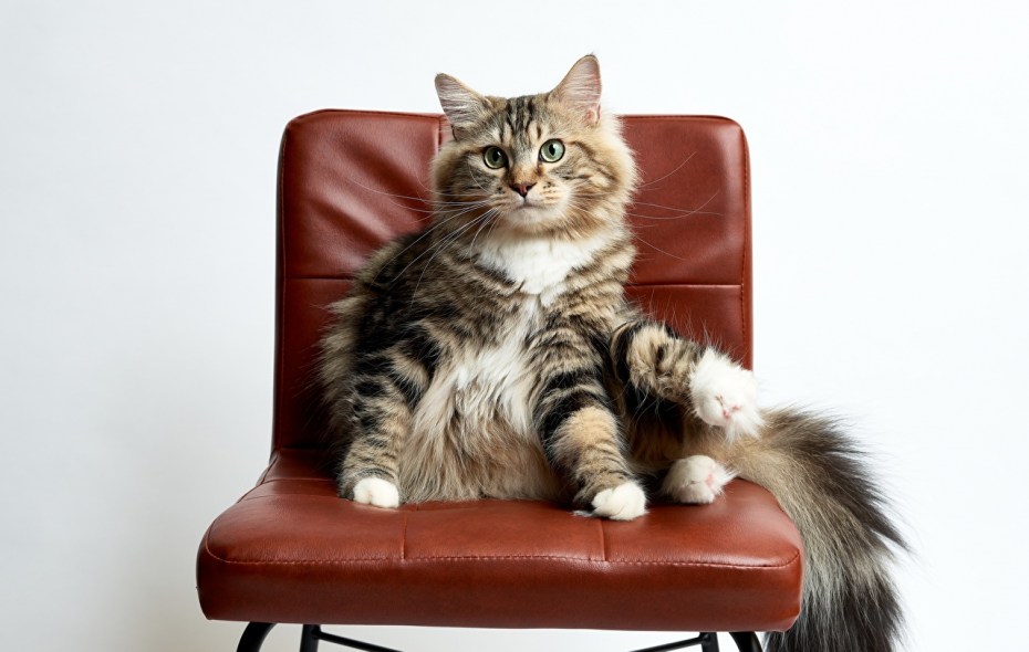 Кошка на стуле