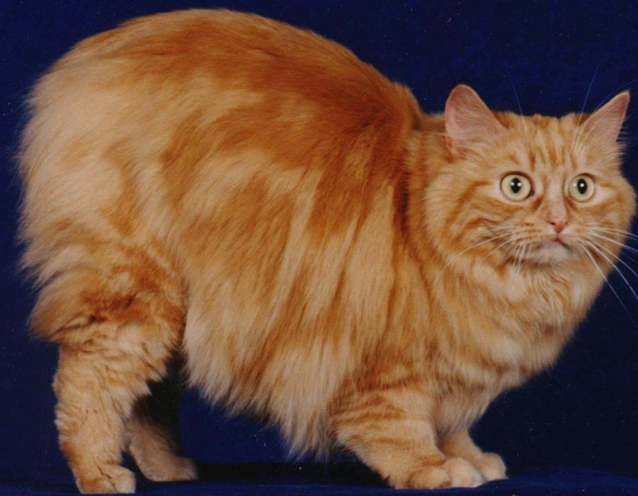 Кимрик Уэльская кошка