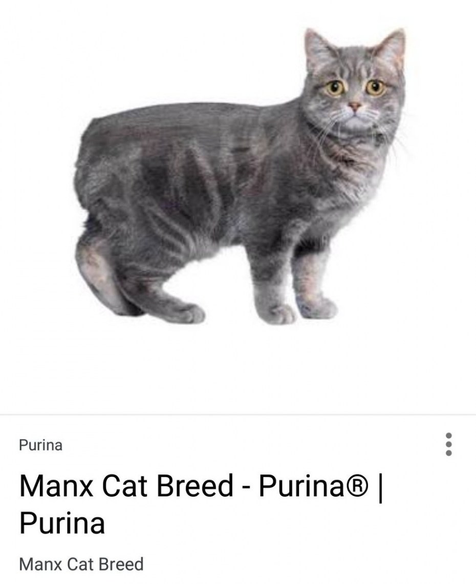 Manx Cat