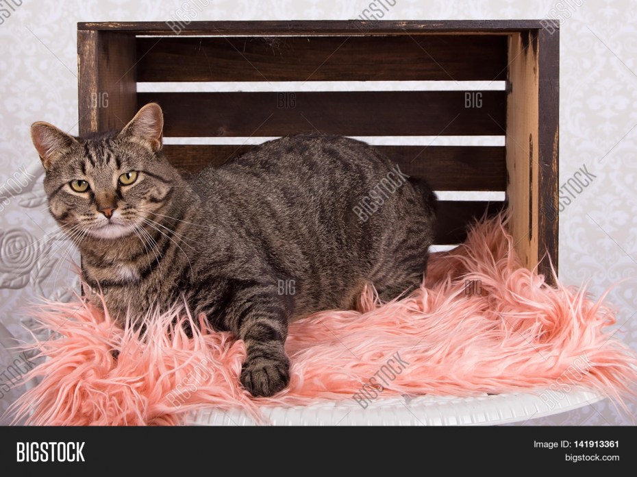 Костюм мэнские котята