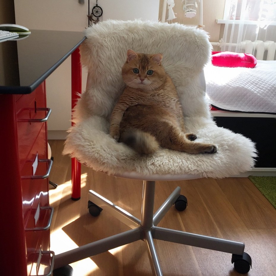 Котик на кресле