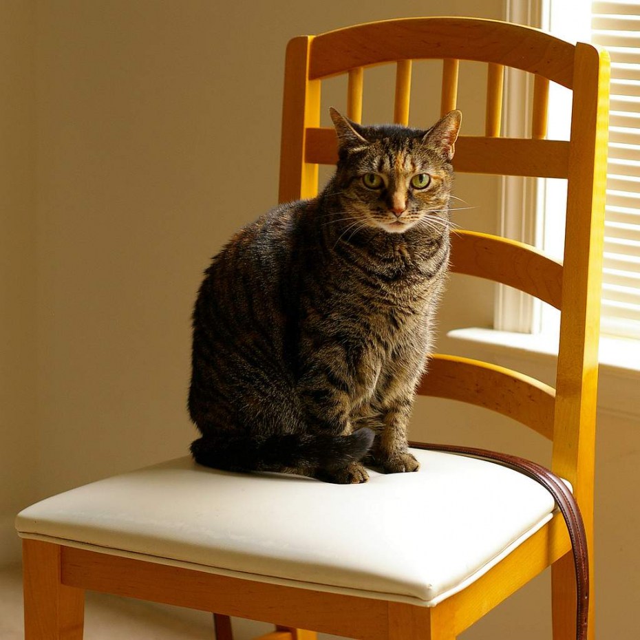 Кошка на стуле