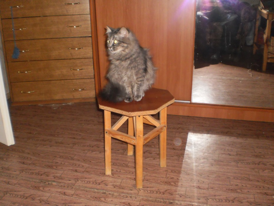 Кот сидит на стуле