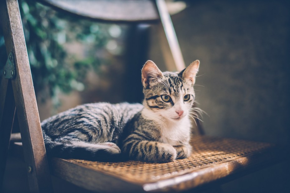Кошка на стуле