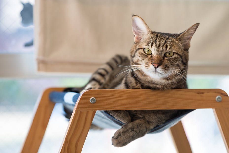 Смешной кот