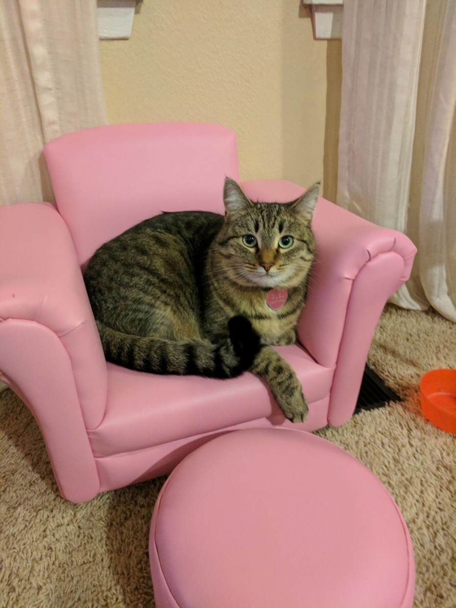 Диван кошка