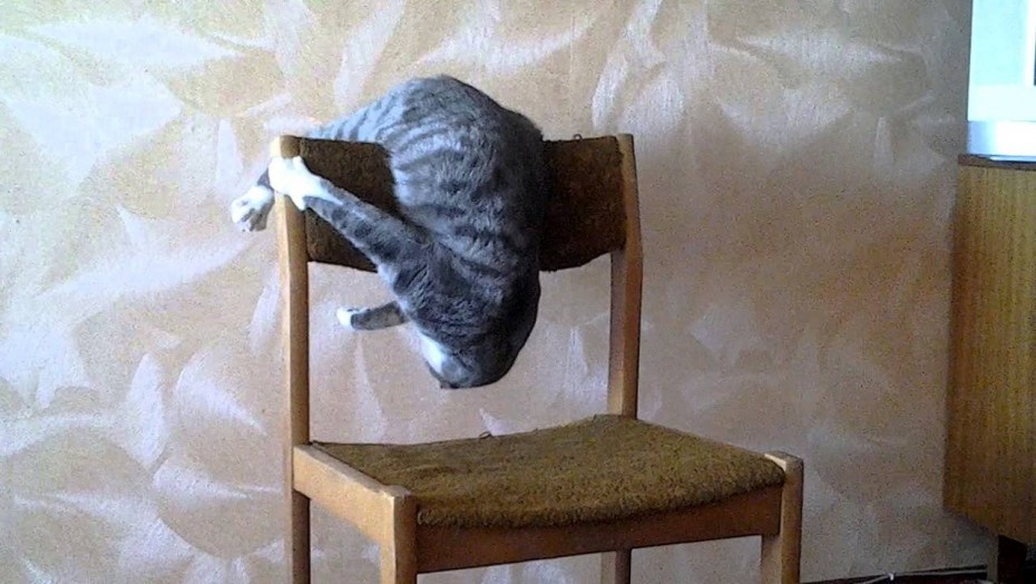 Кот акробат