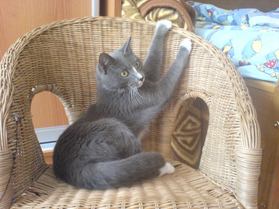 Серая кошка на диване