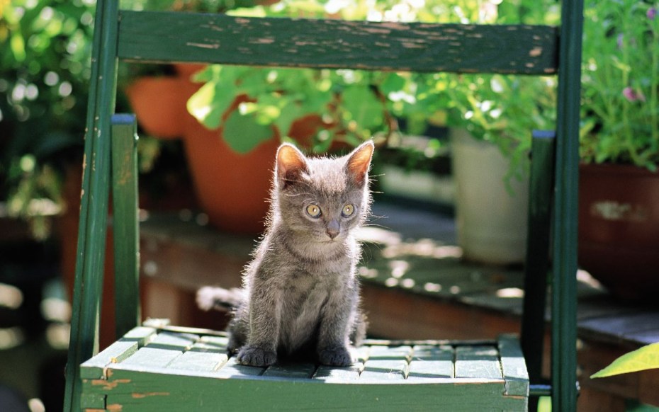 Котенок на столе