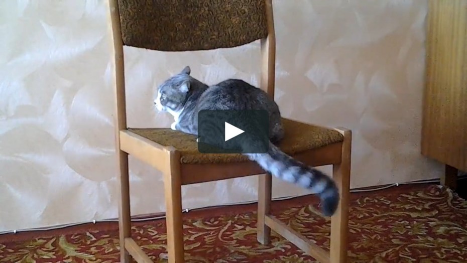 Кот на стульчике