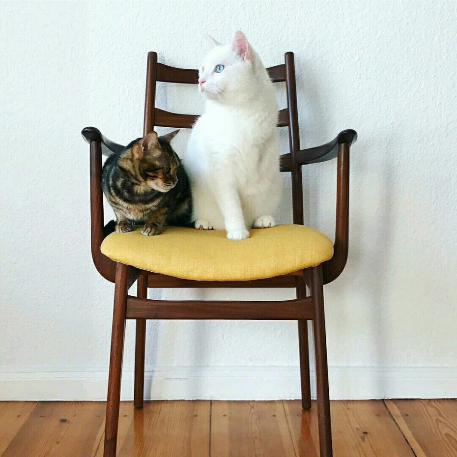 Кот сидит на стуле