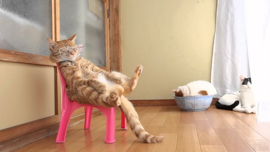 Кошка на стуле