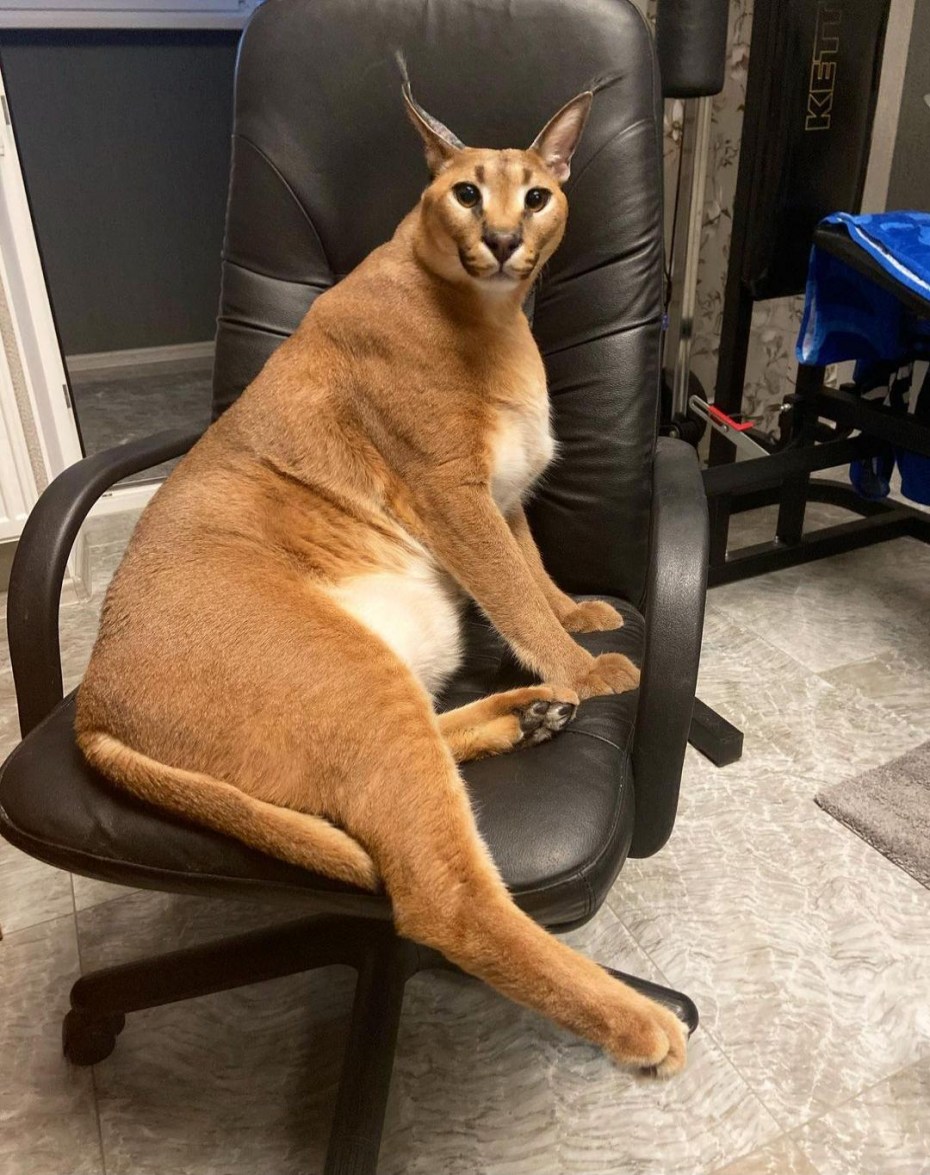 Каракал big floppy