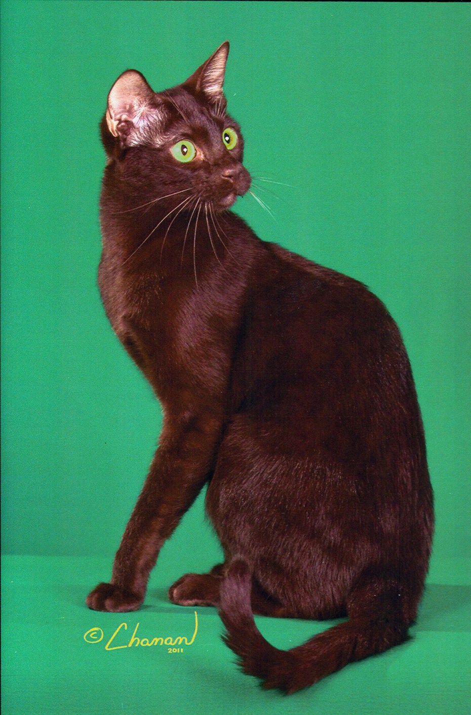 Гавайская коричневая кошка
