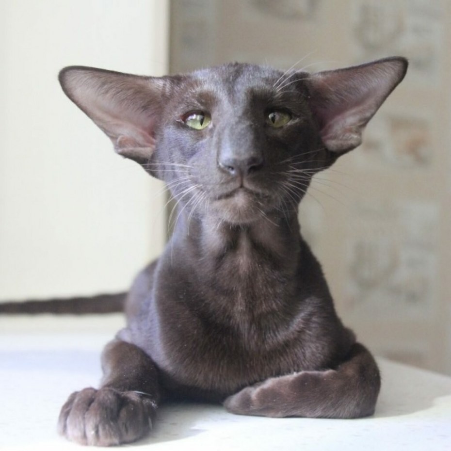 Кот Гавана Браун