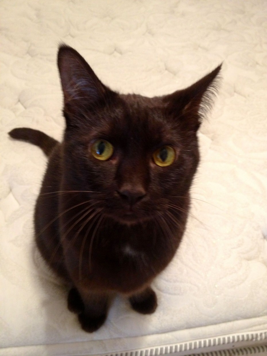 Мэнкс кошка