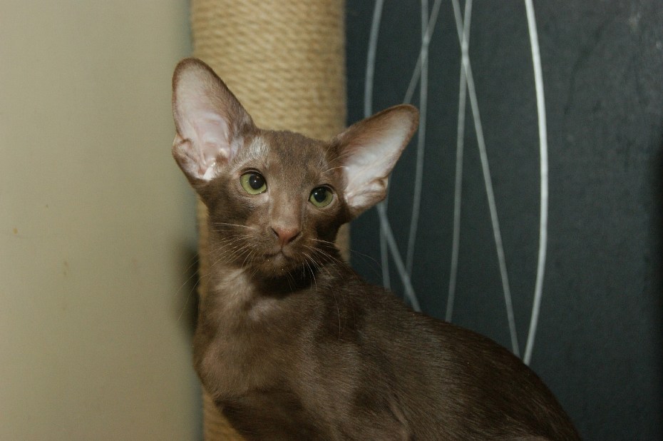 Brown Sugar Cat