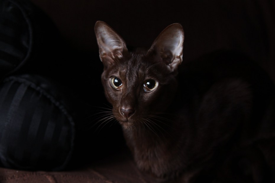 Кот солнце Гавана