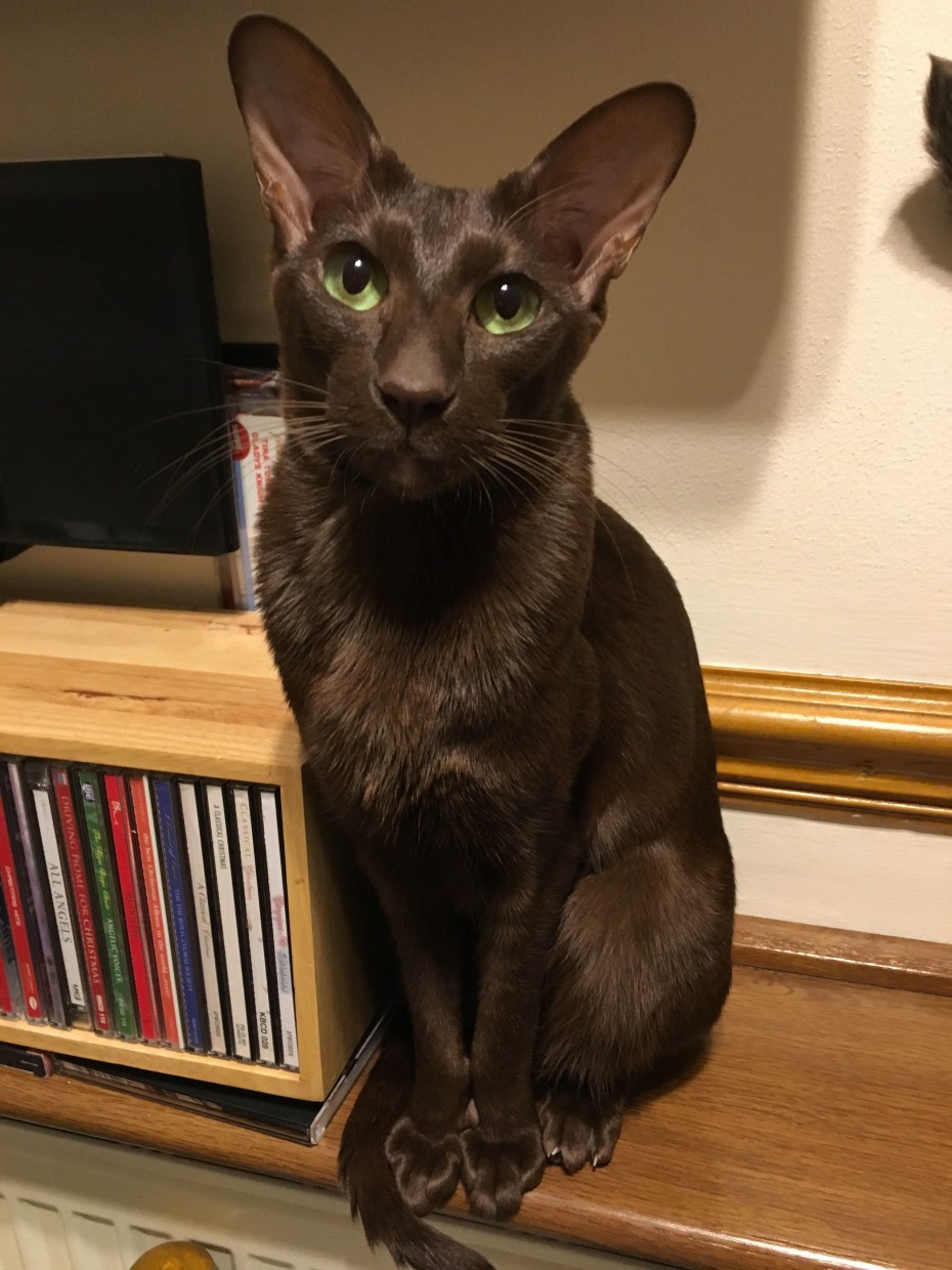Кошка Гавана котенок