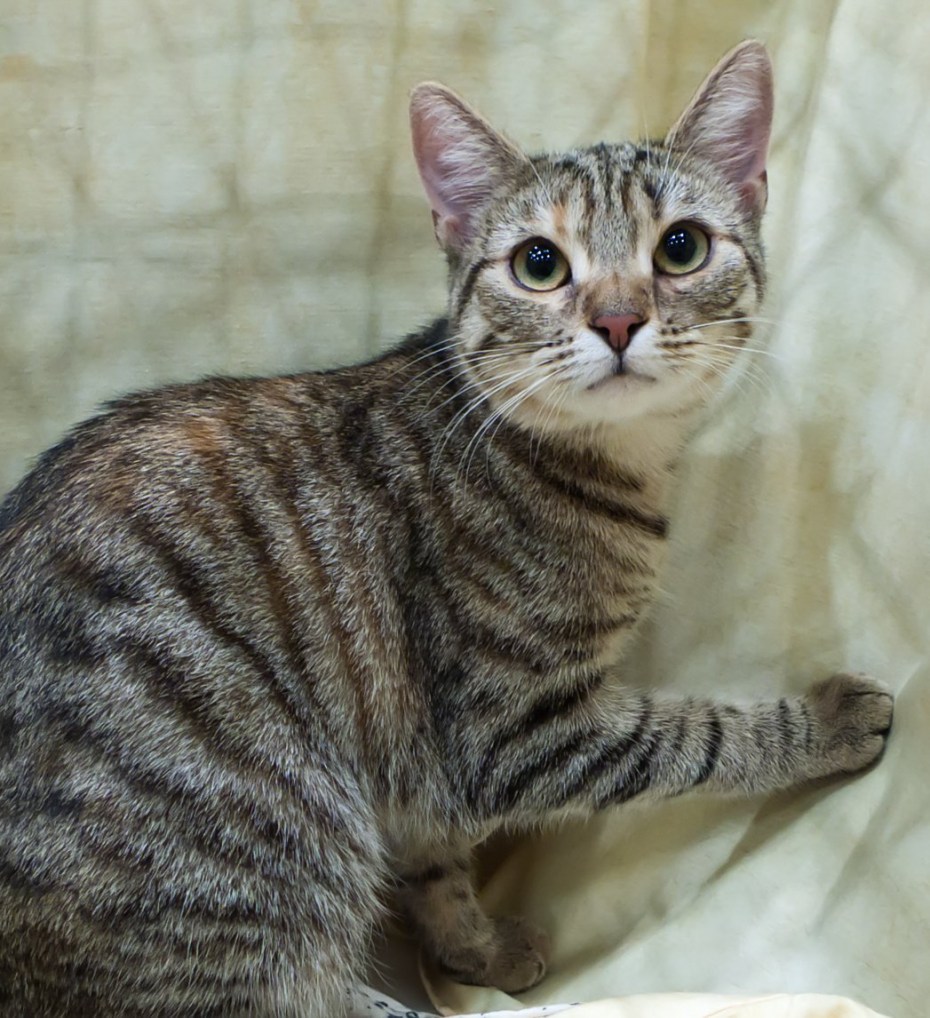 Британская кошка котята окрас табби